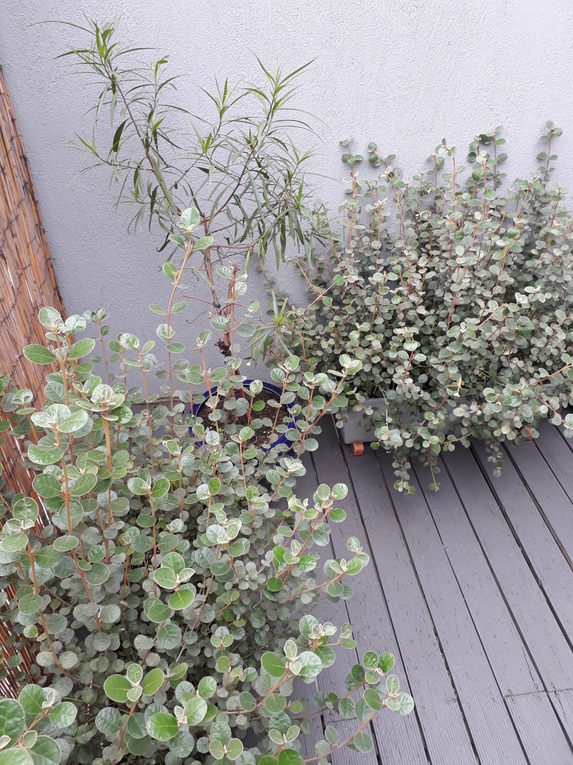 Image of Alice's garden in Kensington.