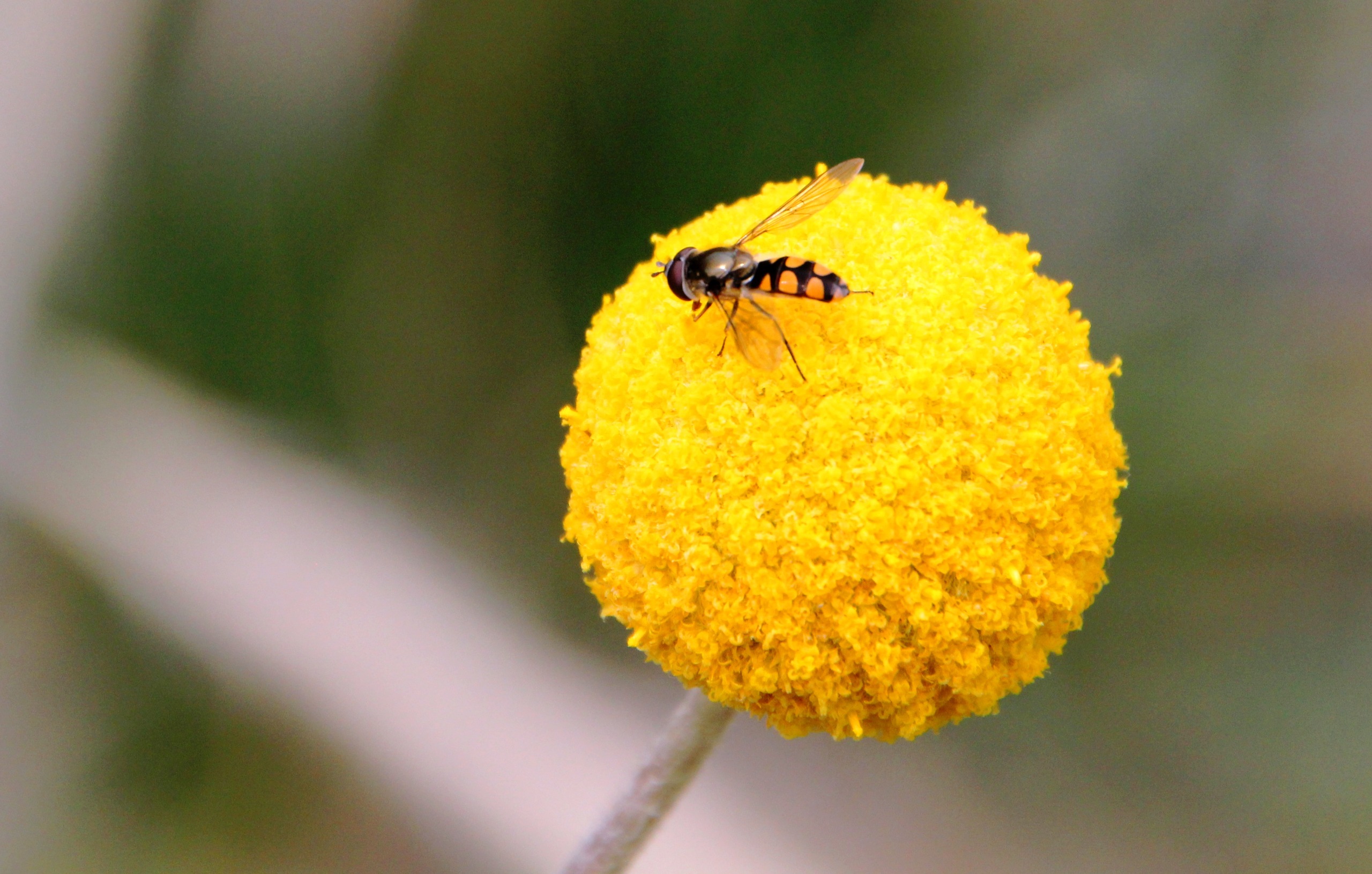 Insect BioBlitz 2026 – the buzz around Melbourne | Melbourne BioBlitzes ...