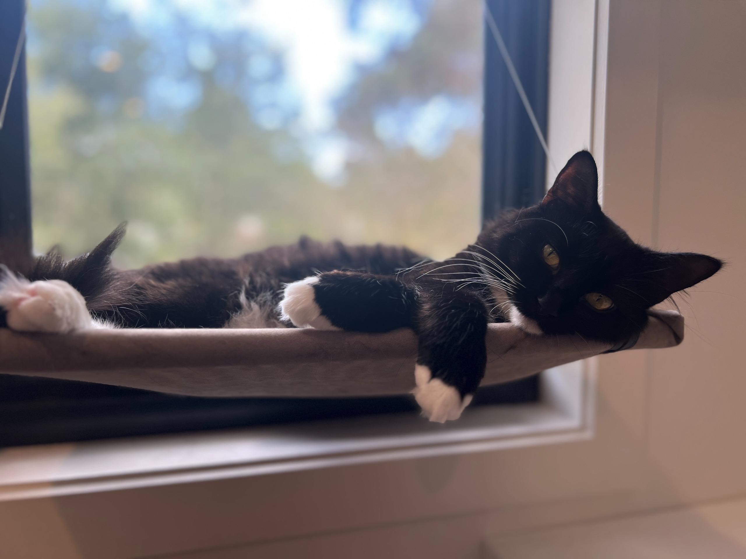Cat laying in window 