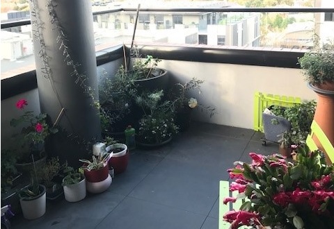 Image of Julies balcony garden after implementing recommendations from her Gardens for Wildlife visit