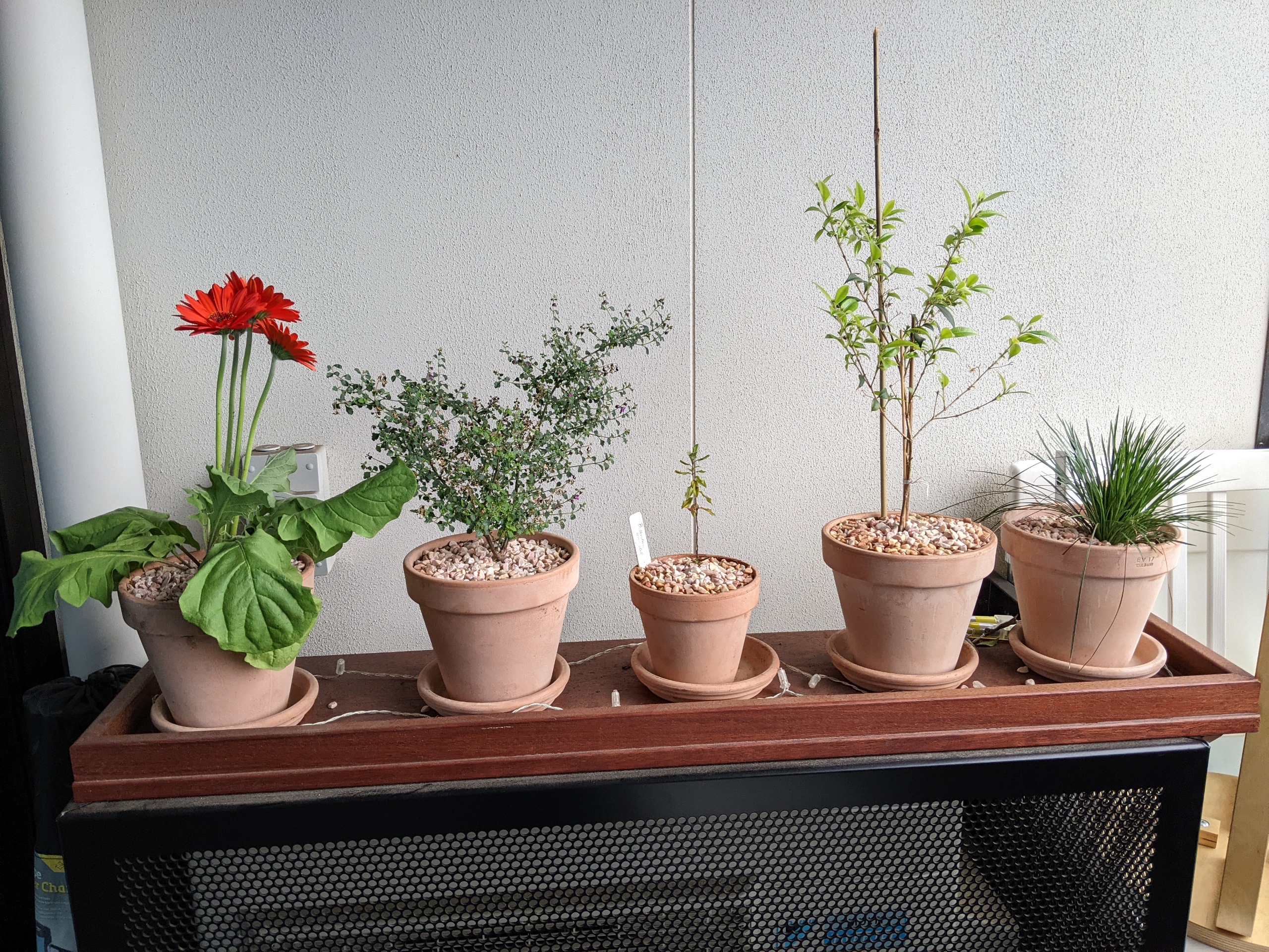 Image of plants in Anne-Sofie's garden