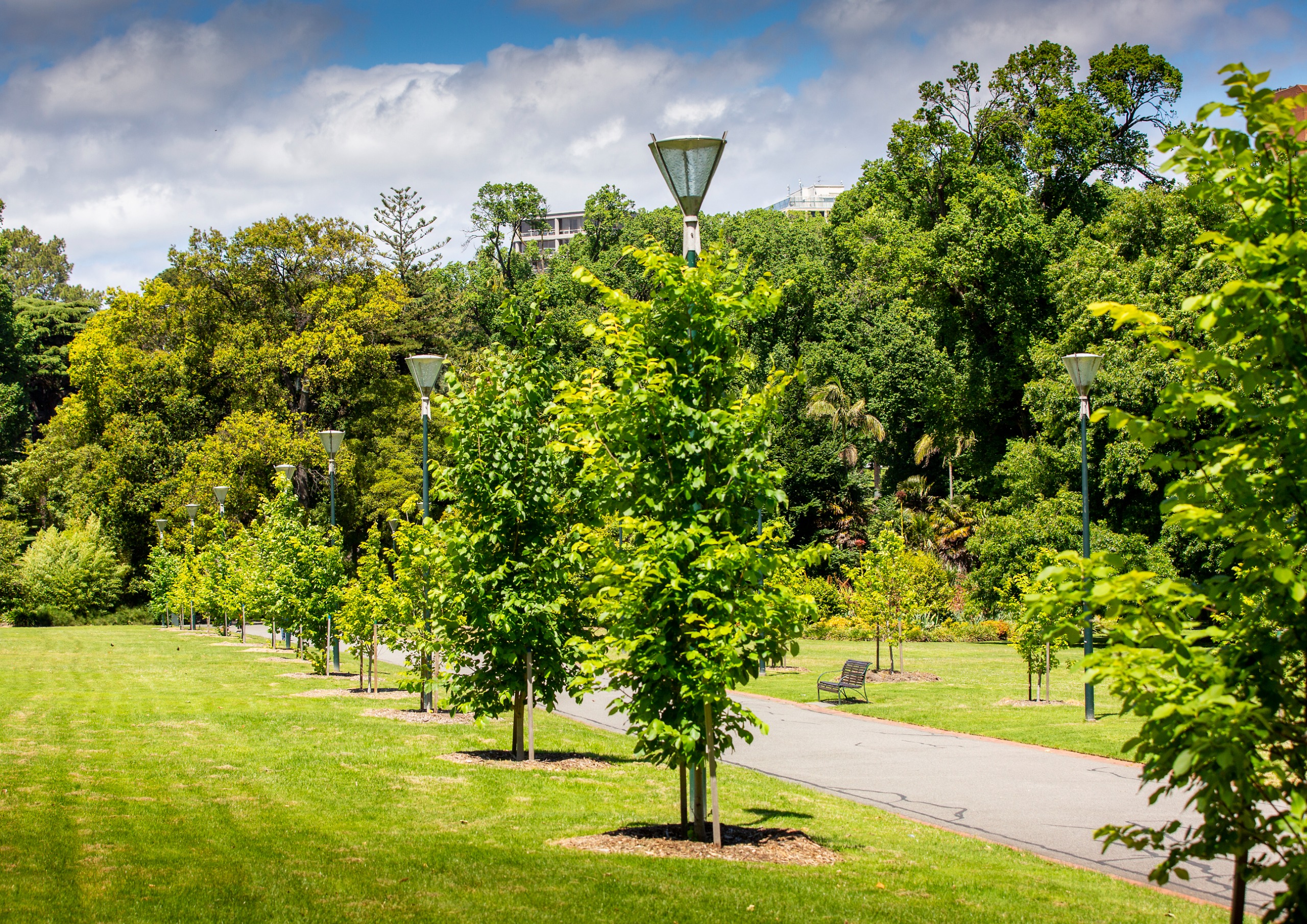 Consultation open East Melbourne Urban Forest Precinct Plan