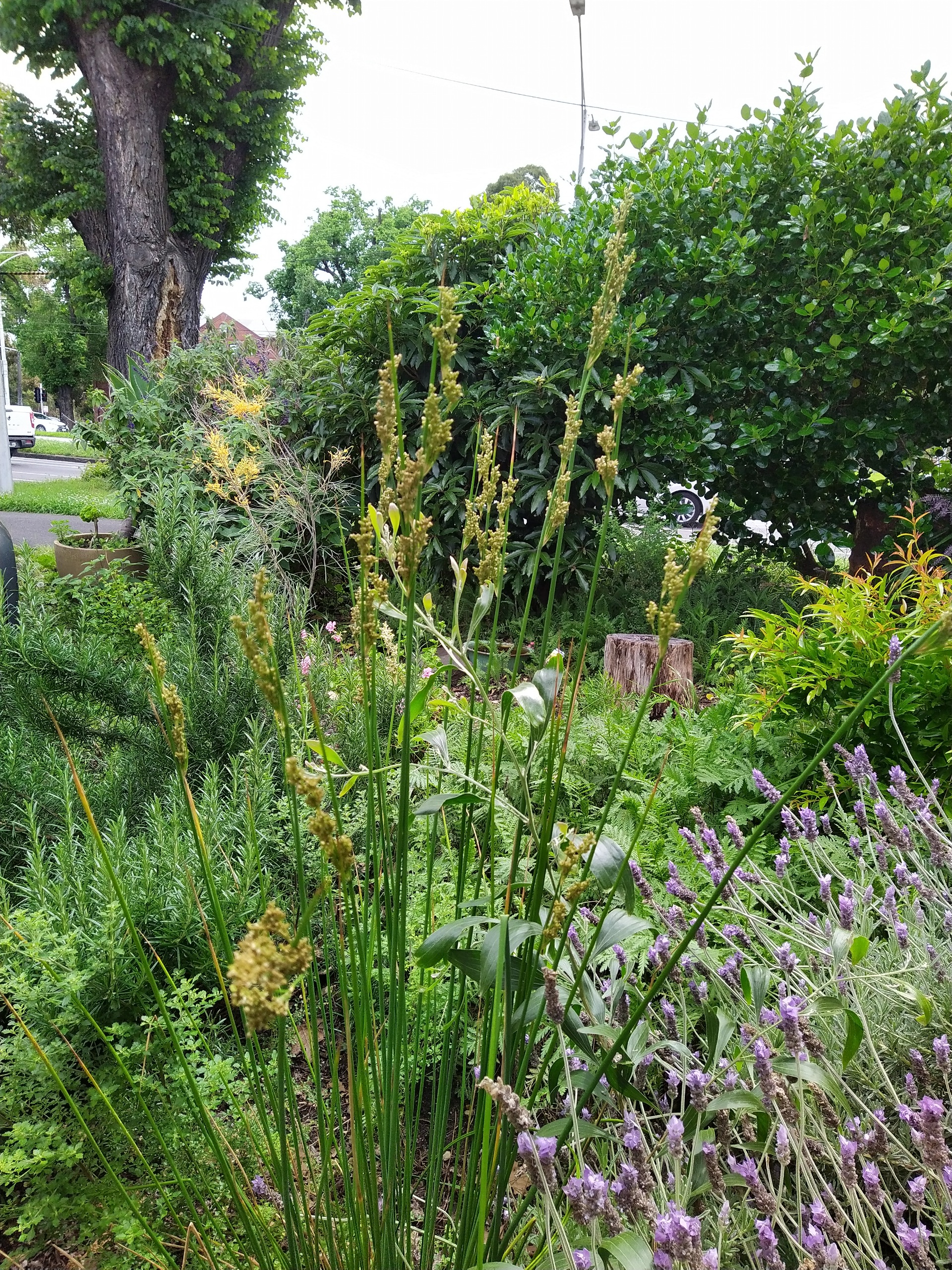 Photo of Stephanie's flourishing front garden.