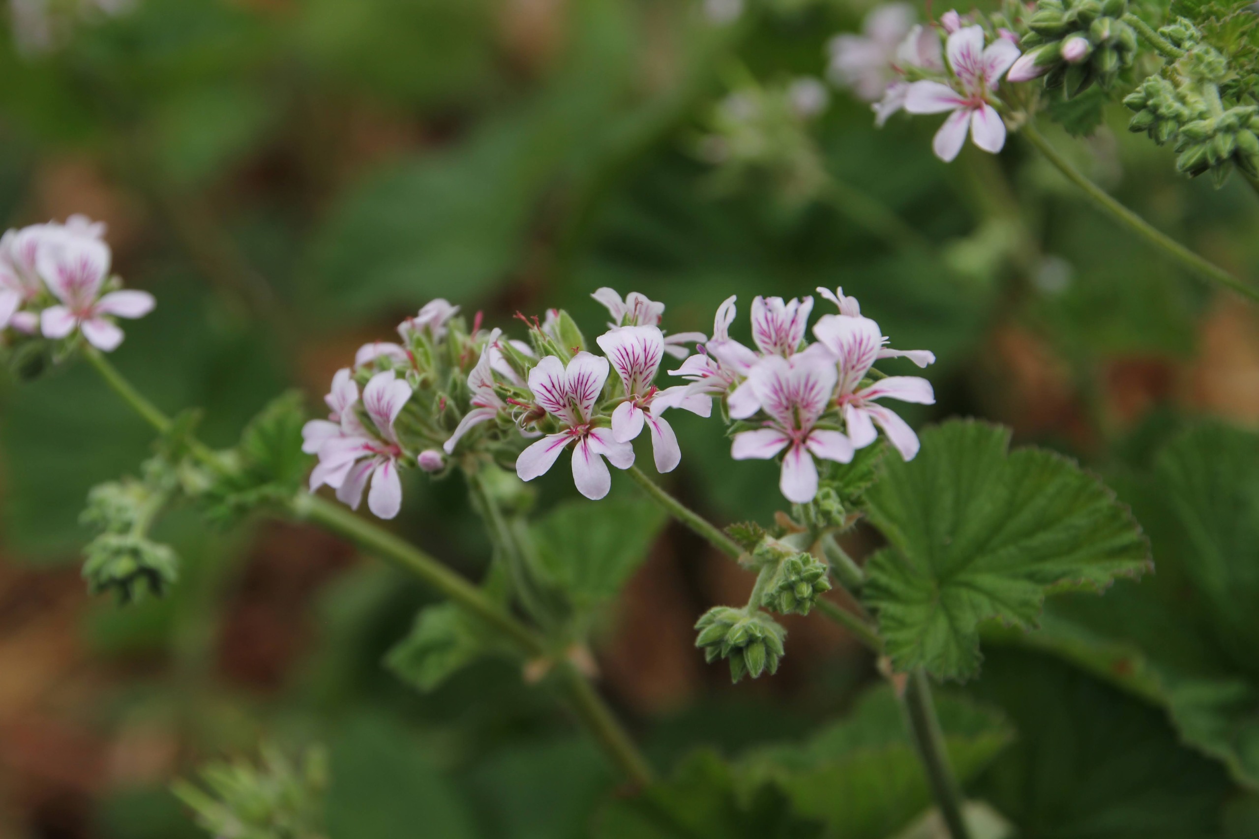 Austral storksbill | Floral Emblem for the City of Melbourne ...