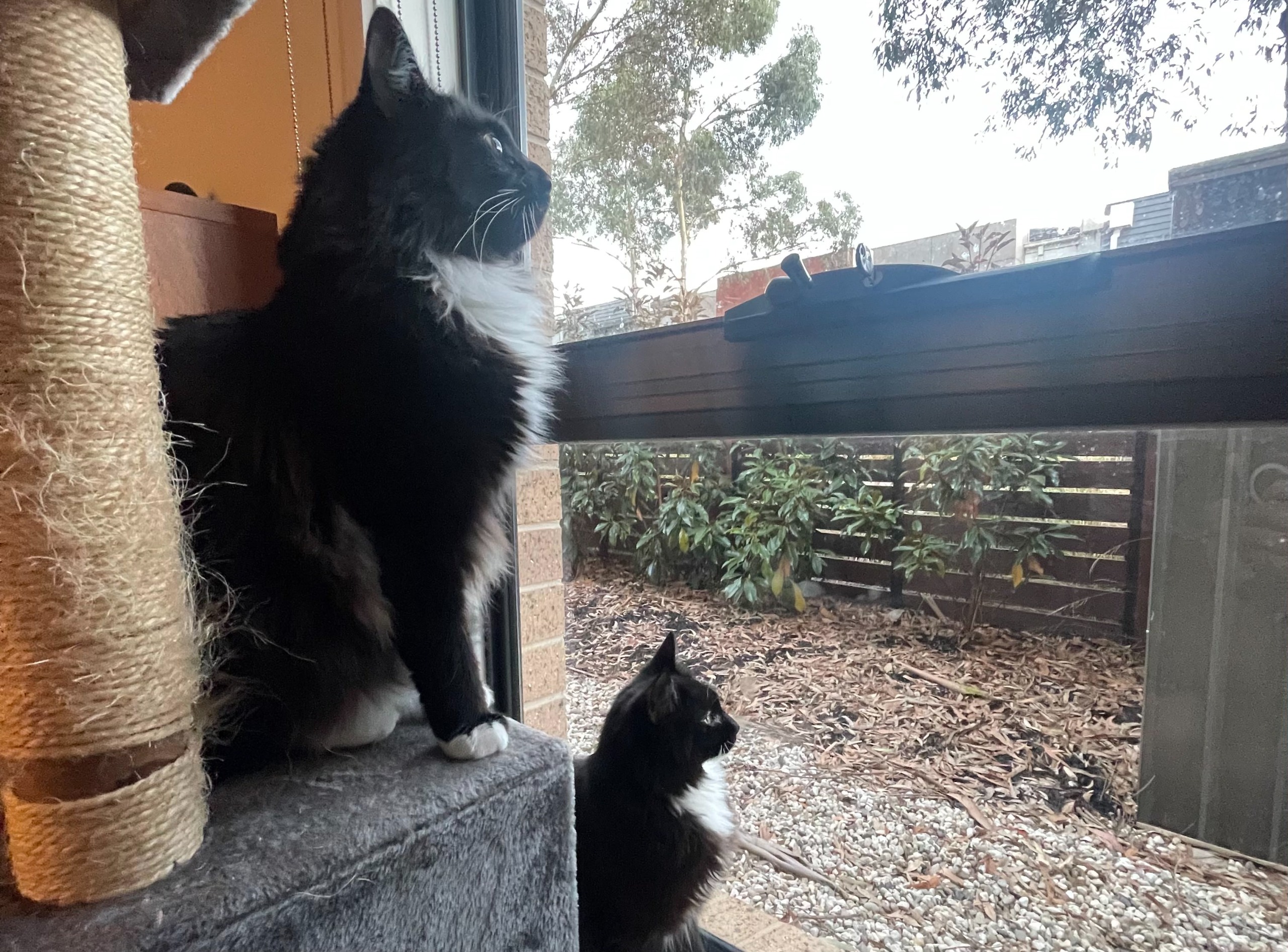 Two cats sitting inside looking out the window 