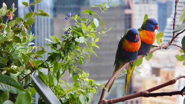 Photo of a plant and bird in Anna's garden