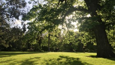A grassy lawn with dappled sunlight from a large overhead tree.