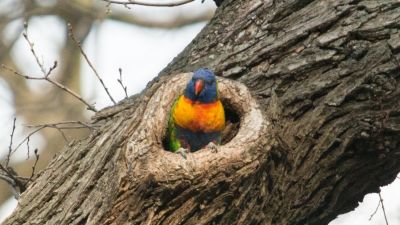 A rainbow lorikeet peeks out from a hole in an Elm tree.